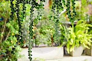 White lath blinder with hang green climber curtain