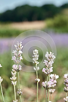 White lavandin against a beautiful landscape. Field of lavender.