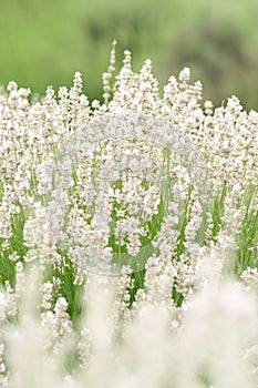 White lavender field