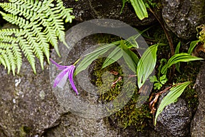 White and lavender orchid planted in crevises of a rock garden