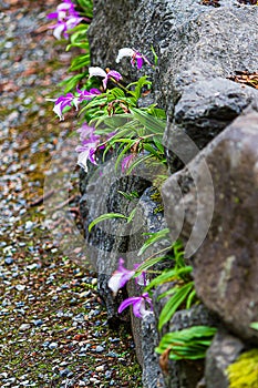 White and lavender orchid planted in crevises of a rock garden