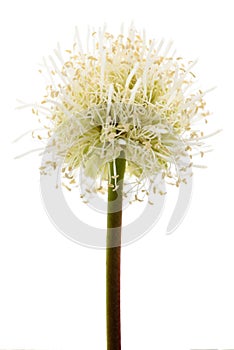 White leadtree flower