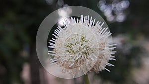 White Leadtree / Leucaena leucocephala