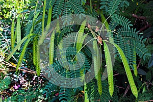 White leadtree, or Leucaena leucocephala leaves and pods