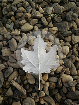 White leaf of autumn in 2018 photo