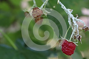 The white leafhopper is one of the common pests of raspberries white beetle
