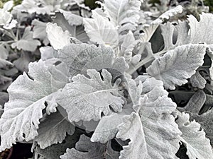 White-leaved ragwort lat. - jacobaea leucophylla