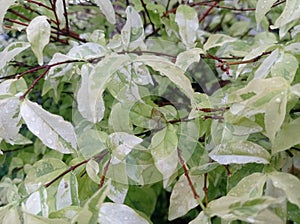 white leaves after rain in the rainy season