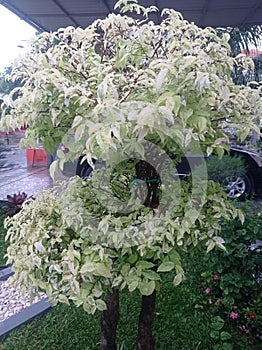 white leaves after rain in the rainy season