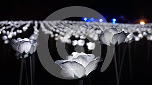 White LED Roses