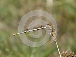 White-legged damselfly, Platycnemis pennipes