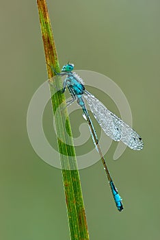 White legged damselfly wet from morning dew.