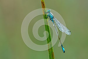 White legged damselfly with wet wings.