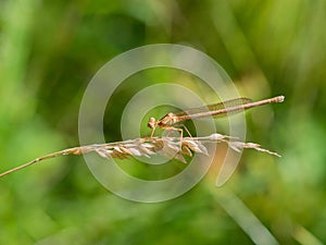 White-legged damselfy female Platycnemis pennipes sitting on grass