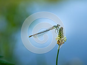 White-legged damselfy Platycnemis pennipes sitting on flower