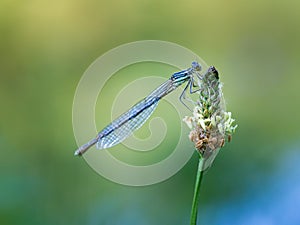 White-legged damselfy Platycnemis pennipes sitting on flower