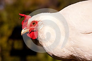 White Leghorn Chicken photo