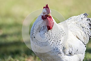 White Leghorn chicken closeup green background copy space