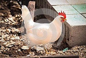 White Leghorn Chicken In Yard photo