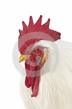 White Leghorn, Domestic Chicken, Portrait of Cockerel against White Background