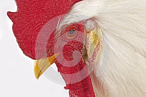 White Leghorn, Domestic Chicken, Portrait of Cockerel against White Background