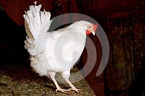 A white leghorn egg laying hen