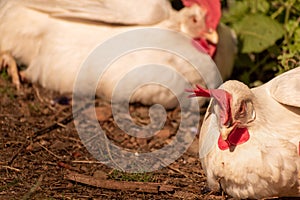 White leghorn hens