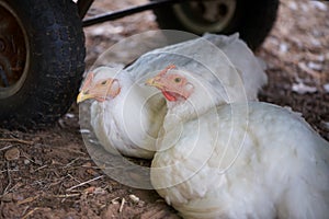 White leghorn pullets or young hens