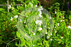 White legume blooming on a farm bed