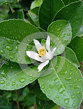 White lemon flower with rain drops on the leaves