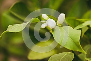 White lemon flowers on a branch of a tree. White lemon flowers close up. White lemon flowers in the green leaves of the lemon tree