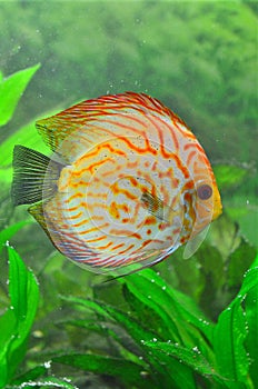 White leopard discus fish