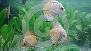 White leopard discus fish aquarium