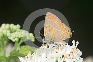 White-letter Hairstreak Butterfly - Satyrium w-alb