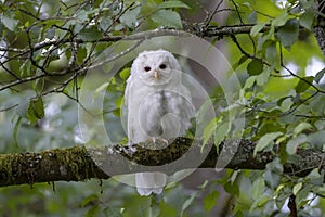 White Leucistic Barred Owl bird