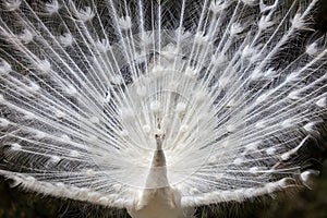 A white leucistic peacock with fanned feathers on display