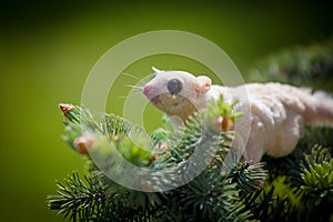 White leucistic sugar glider on branch in garden