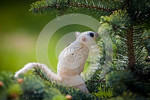 White leucistic sugar glider on branch in garden