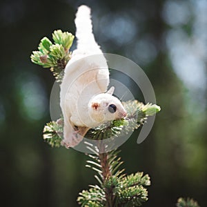 White leucistic sugar glider on branch in garden