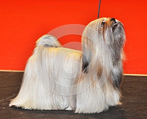 White Lhasa Apso dog