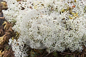 White lichen