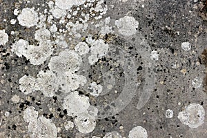 White lichen background texture