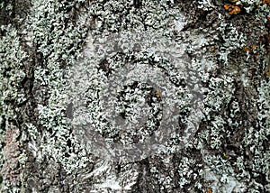 White lichen on the birch bark, background.
