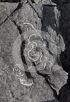 White lichen formed a pattern