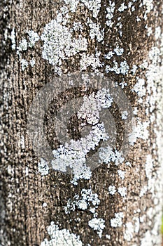 White Lichen Growing on Tree Bark Surface photo