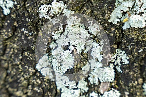 White Lichen Growing on Tree Bark Surface photo