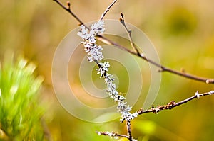 White lichen grown on forest trees