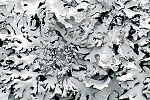White lichen Hypogymnia close up