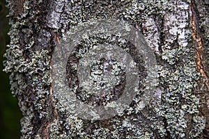 White lichens on the bark of a tree in the forest, natural texture