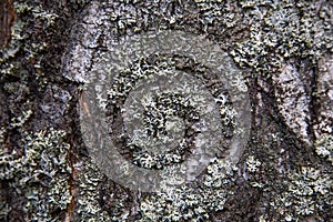 White lichens on the bark of a tree in the forest, natural texture